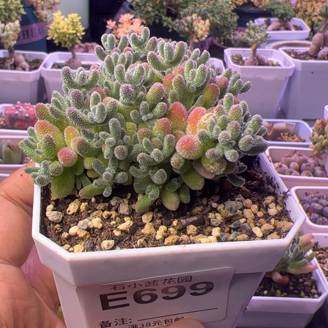 699炸多肉植物枝干冰晶