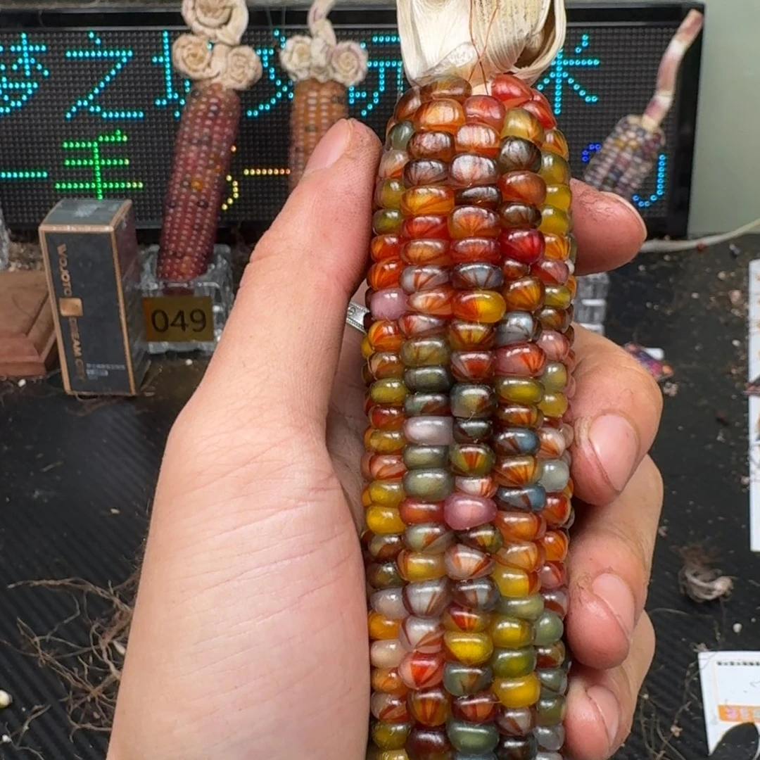 柏香籽/百香籽吊坠C****账