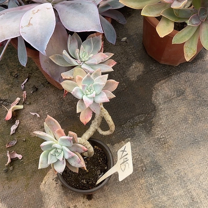 李***英晨语多肉一物一1⃣️4⃣️5⃣️