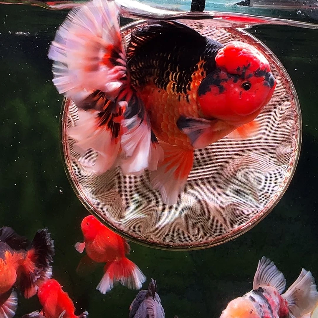 金鱼百褶泰狮金鱼冷水鱼