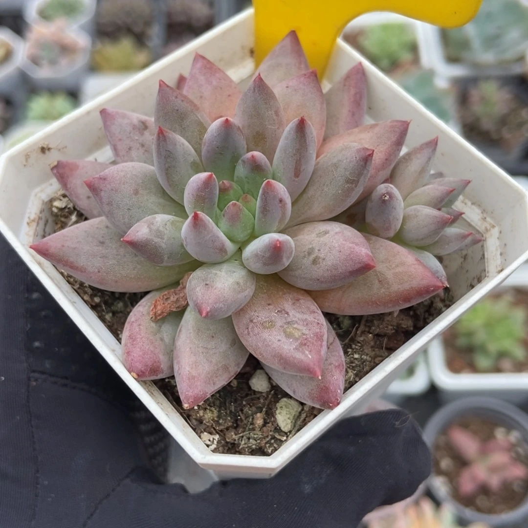 921虞美人多肉植物保护