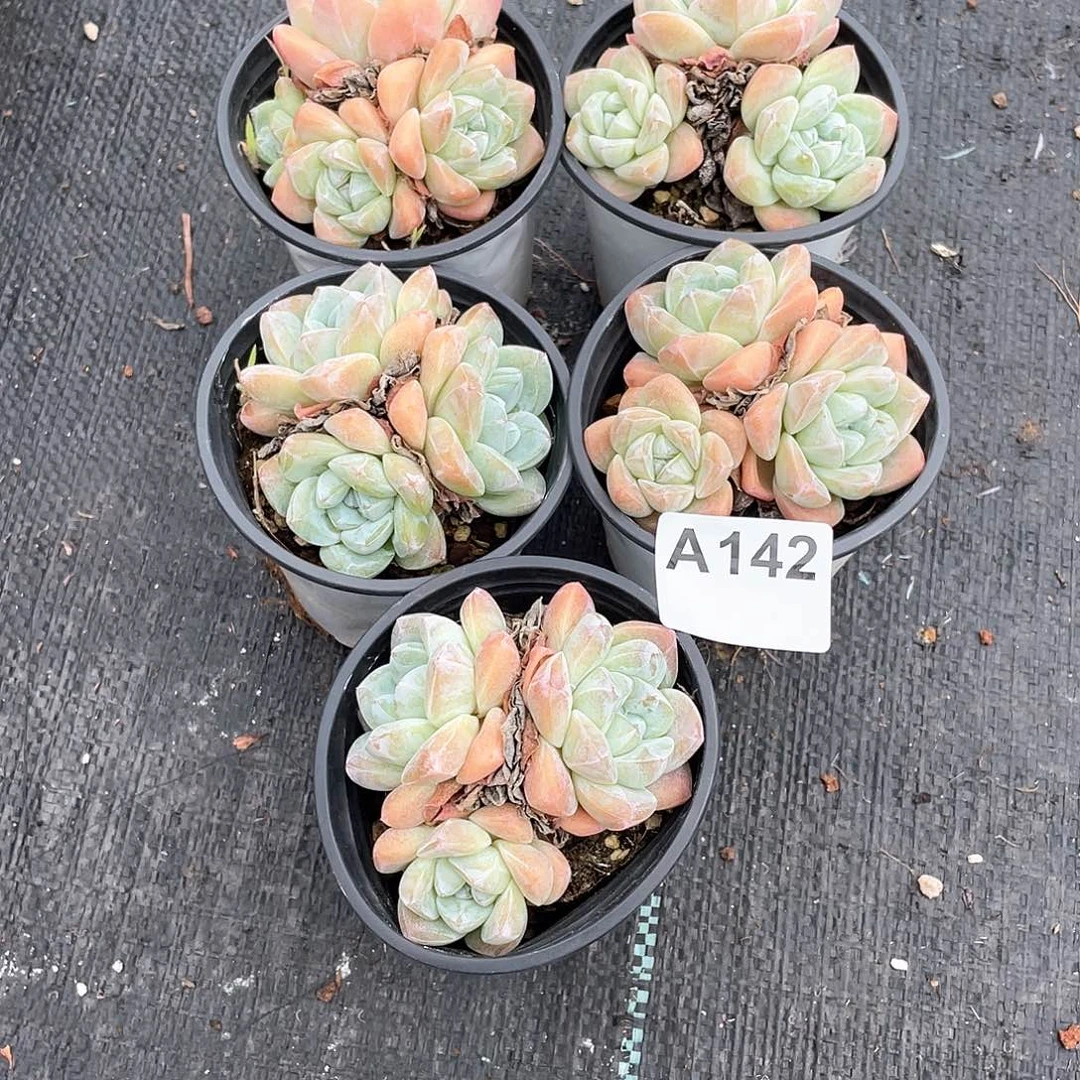 白***啡142多肉植物多肉植物