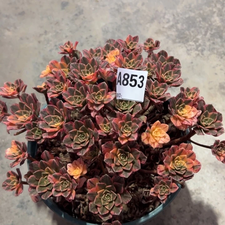 853甜茶20厘米左右