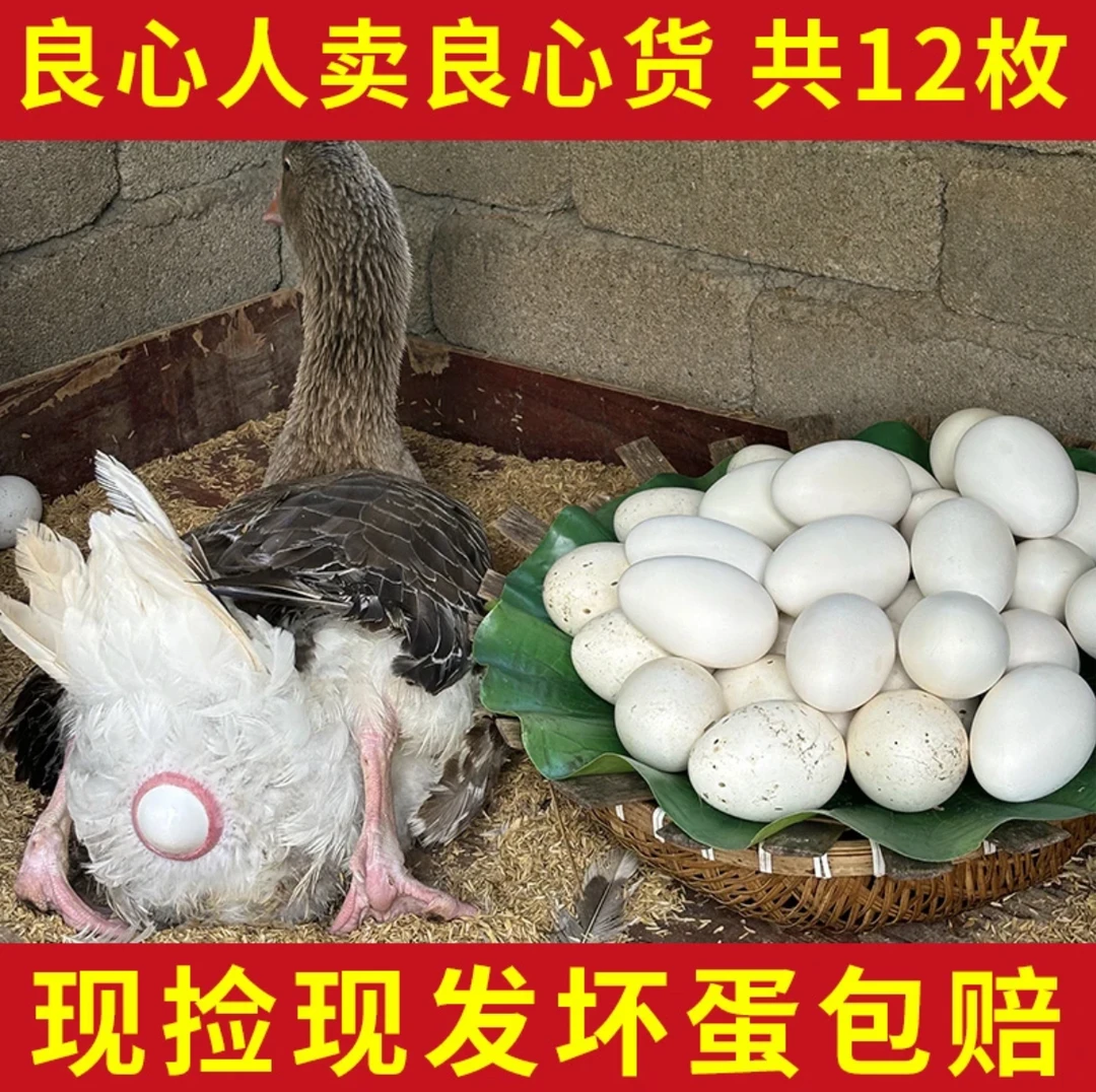 现捡现发新鲜散养鹅蛋一箱12枚单枚重110g-130g双黄居多