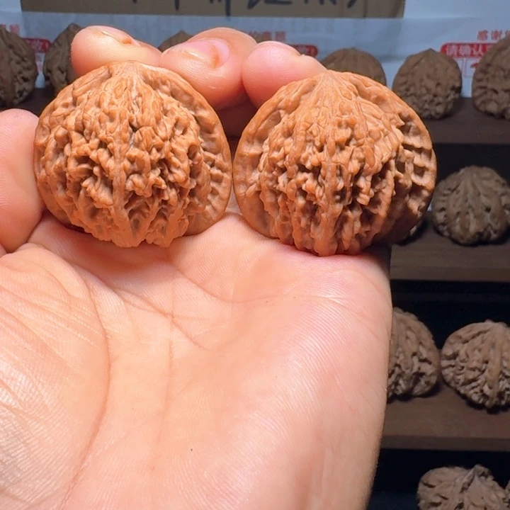 没***场秦岭野生流星雨狮子头