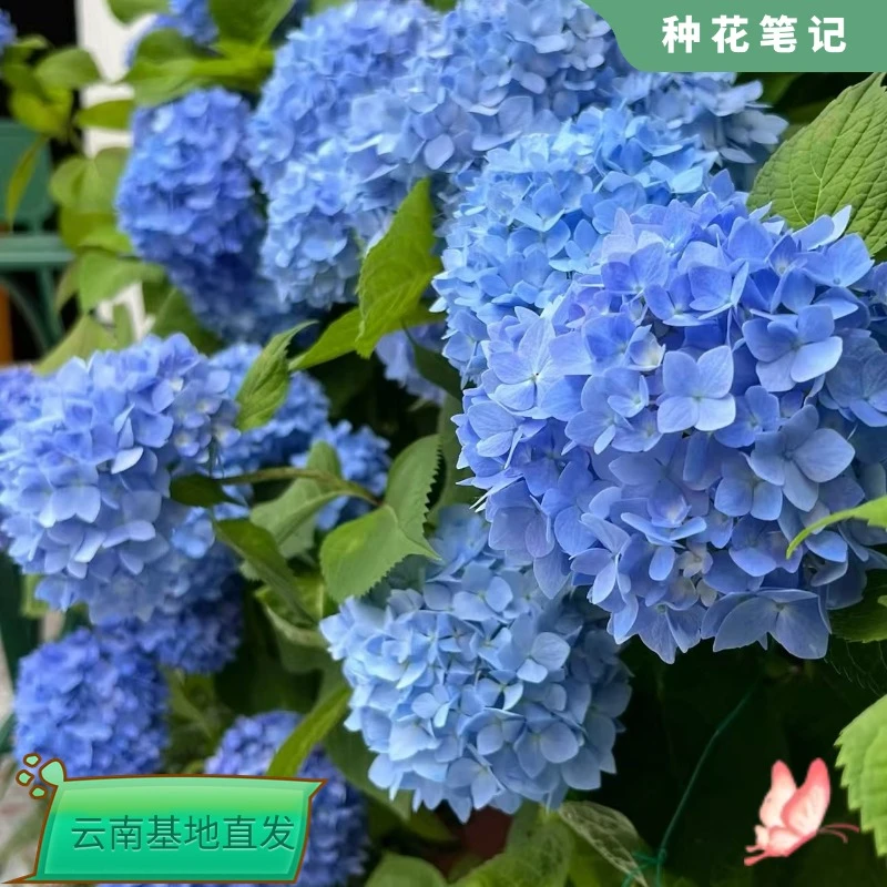 【绣球大海蓝】 庭院阳台地栽可调色新手可养带花带花苞基地直发