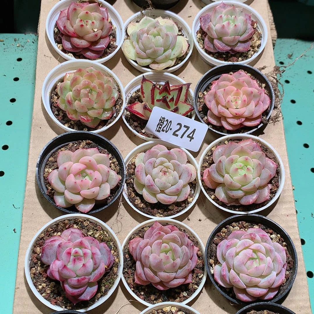 20-274一物一拍带盆18颗