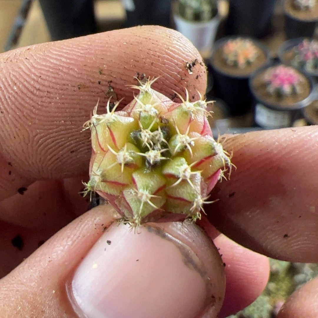 当前无花栽培后可以开花813