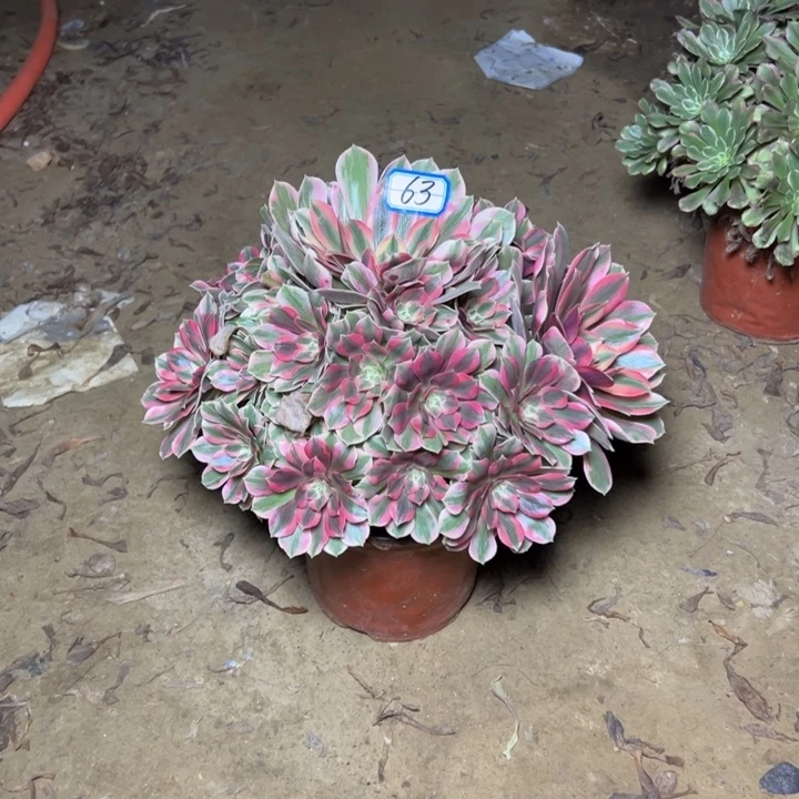 多肉植物粉女妖63