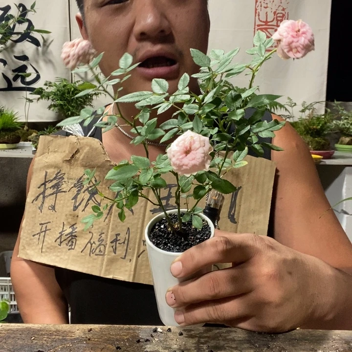 无花朵退款拉黑拉黑12