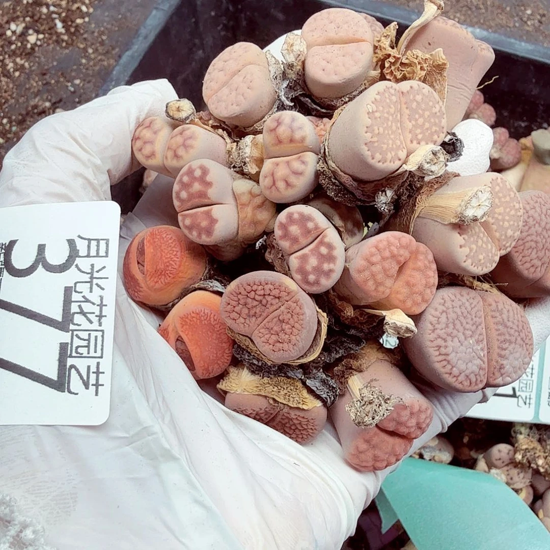 这个点睡起来都会377