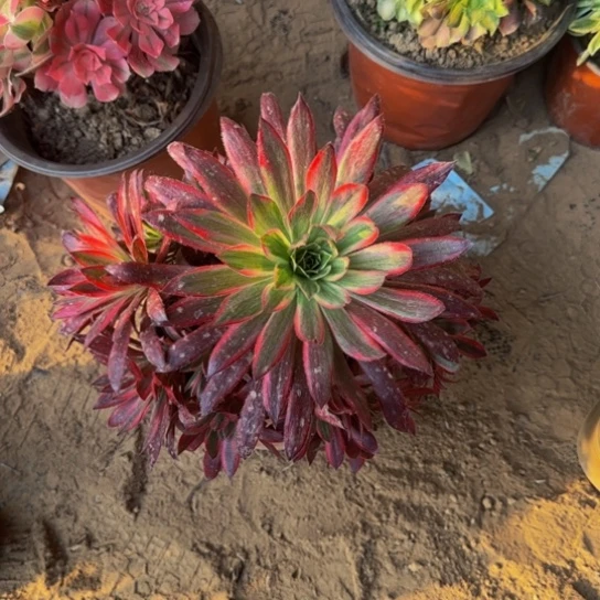 孔雀锦9.9多肉植物