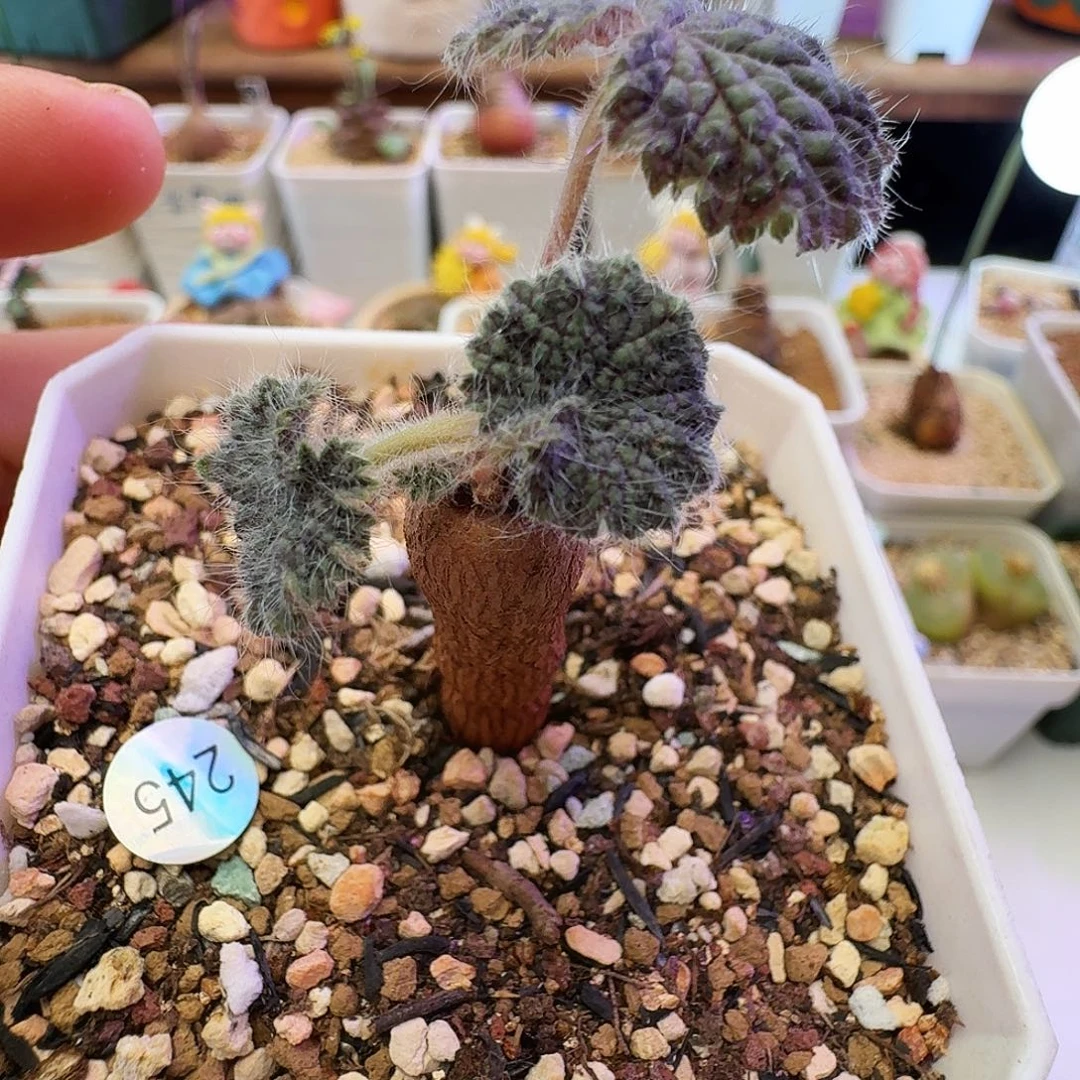 多肉植物福利块根74