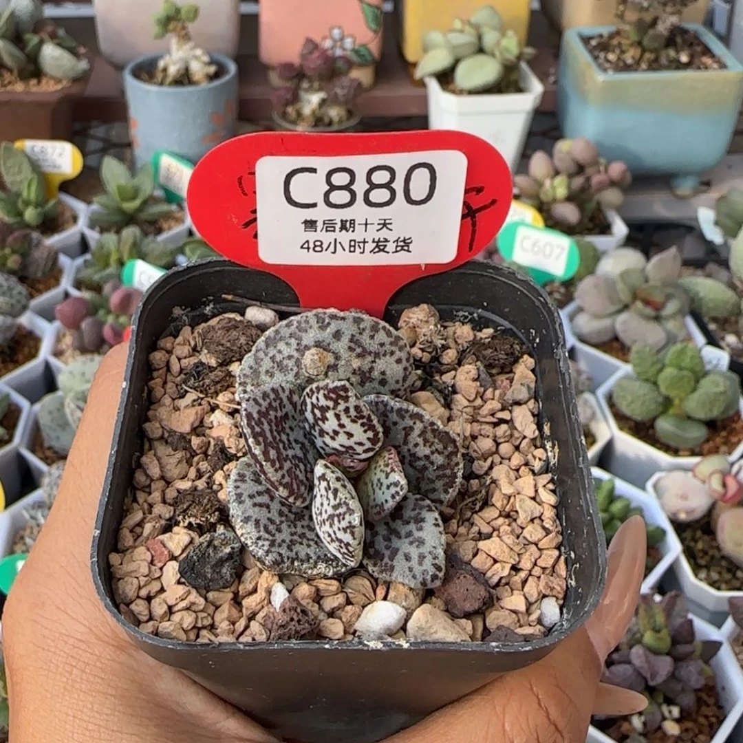 杂交款。    880。