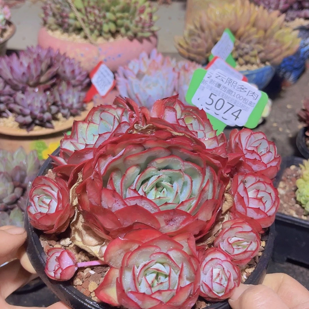 5074牡丹亭多肉植物