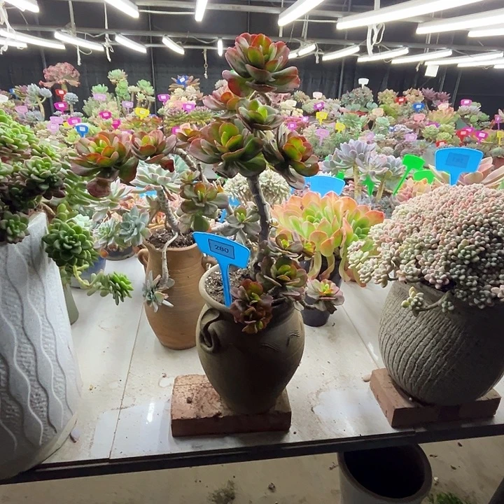 虔***诚红梅多肉植物提取280