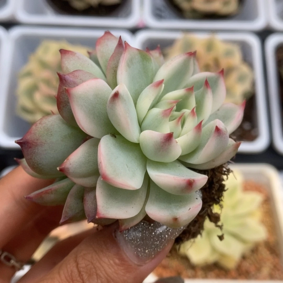 449锦锦锦锦锦锦锦锦