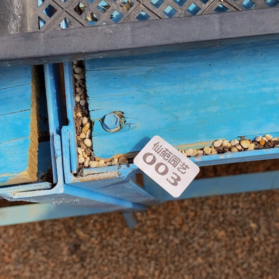 乐*册003点人气爆棚的时候