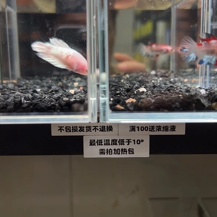 斗鱼竞拍跑单拉黑9日80+113