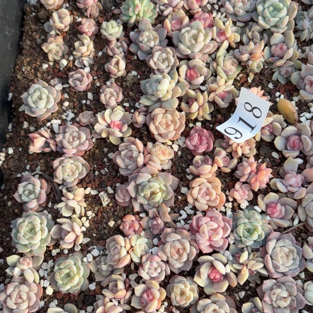 多肉植物多肉植物918