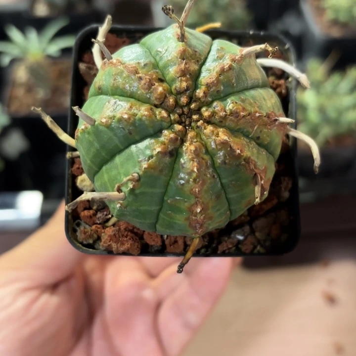 法利达大戟zFD-1027