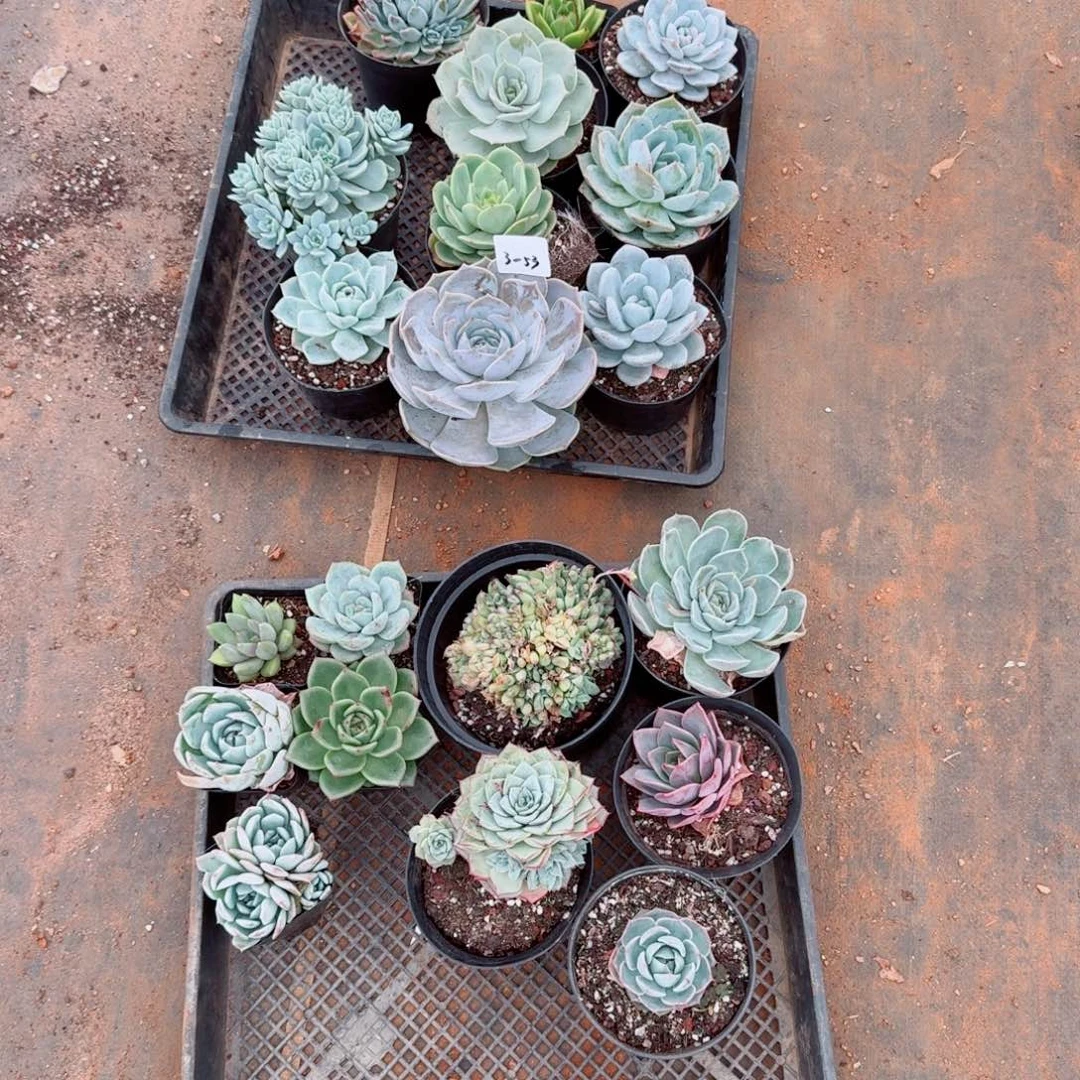 3-53多肉杂交二十颗量拍