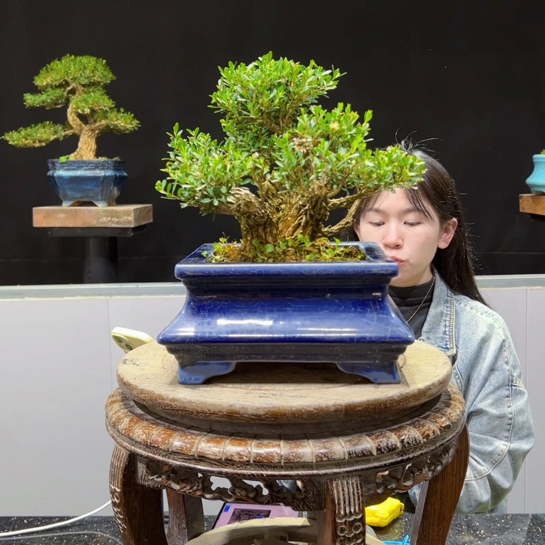 四季常青老桩黄杨盆景