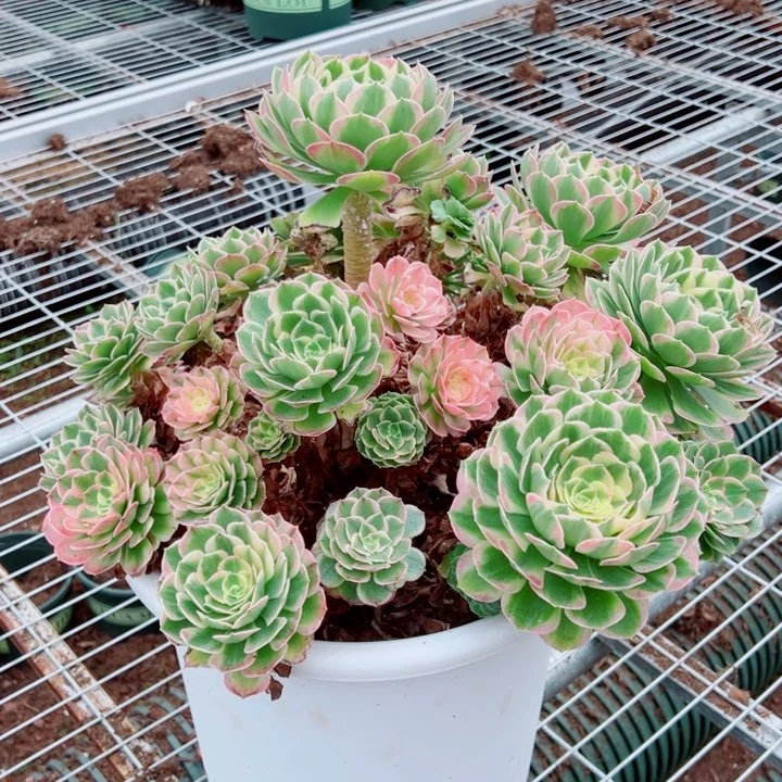 大海王型不太好多肉法师