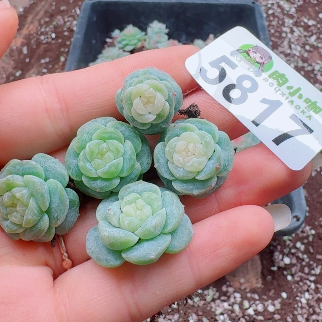多肉植物多肉植物