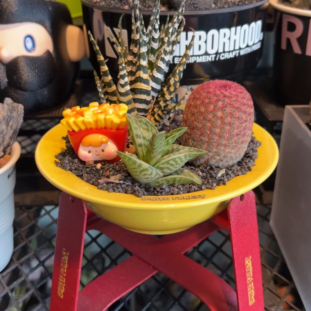 潮流植物微景观一物一拍