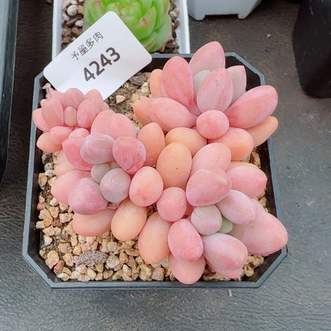 汤圆无砍，4243多肉植物