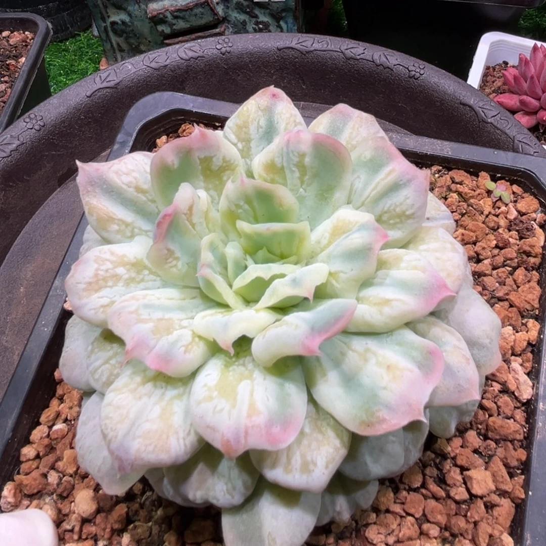 泡泡纱，一物一拍。