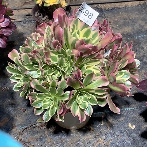 598白凤多肉法师锦