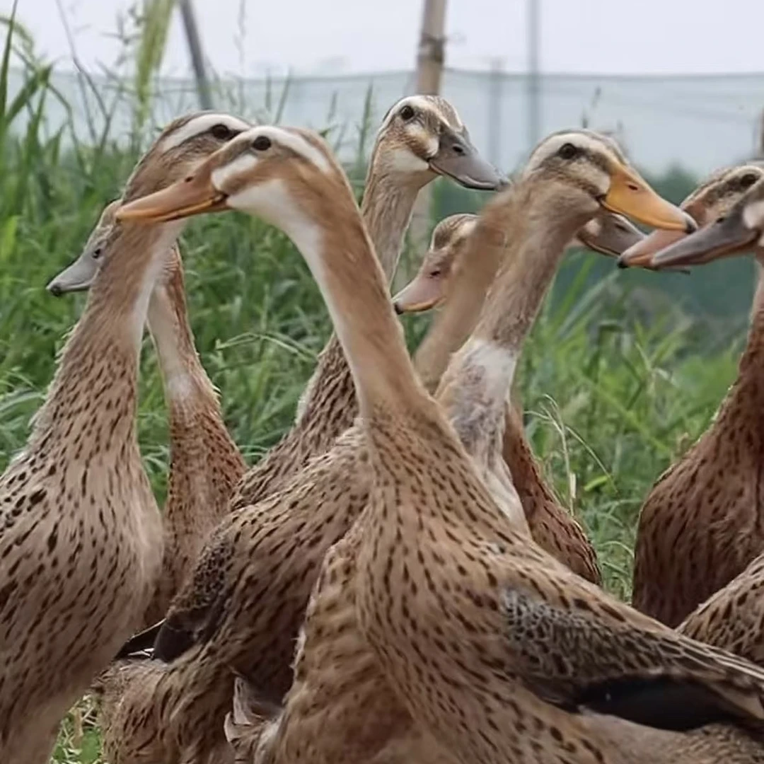 【双黄蛋鸭】活体包邮发货