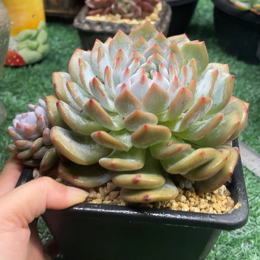 025一物一哦一拍一拍