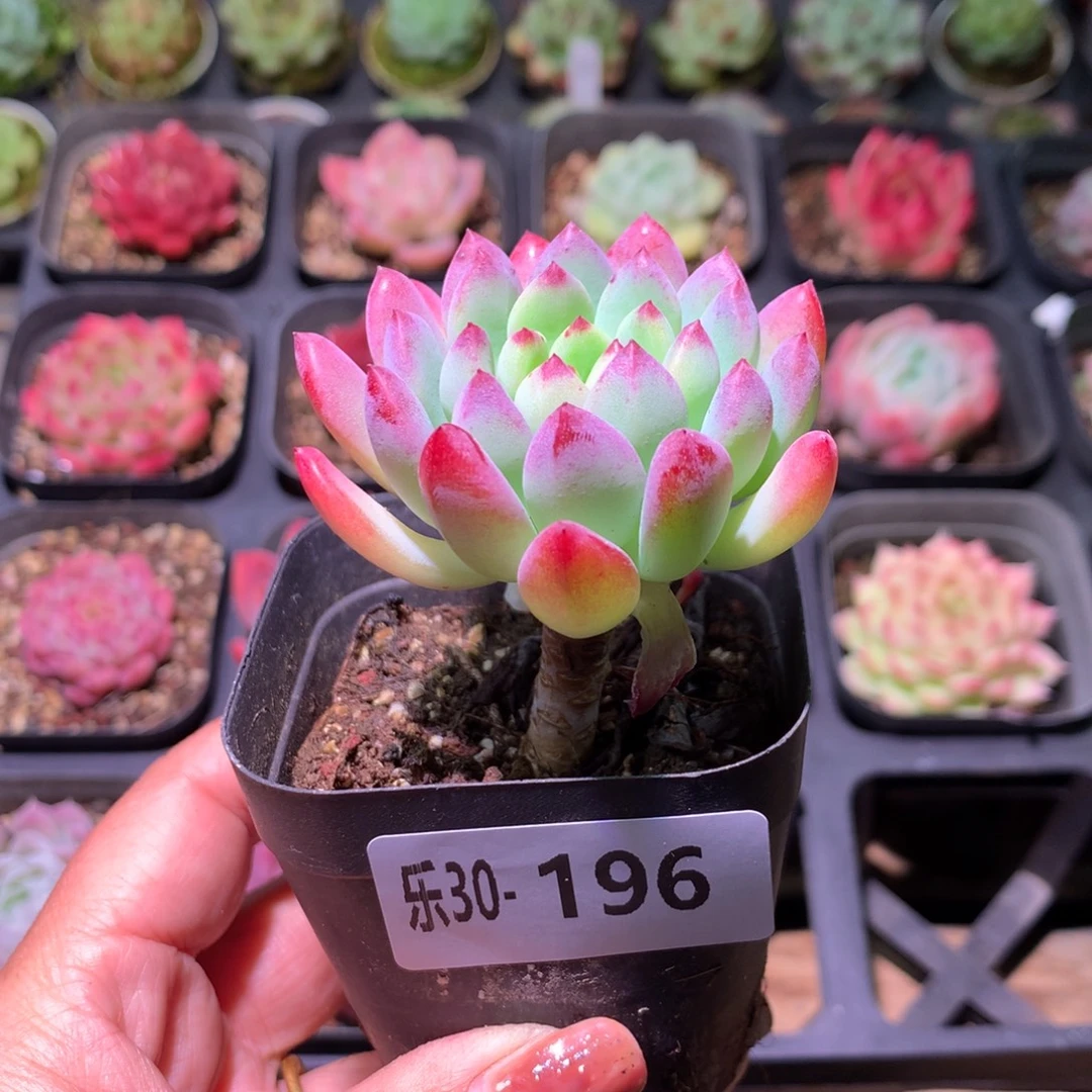 乐然30-196 蓝苹果