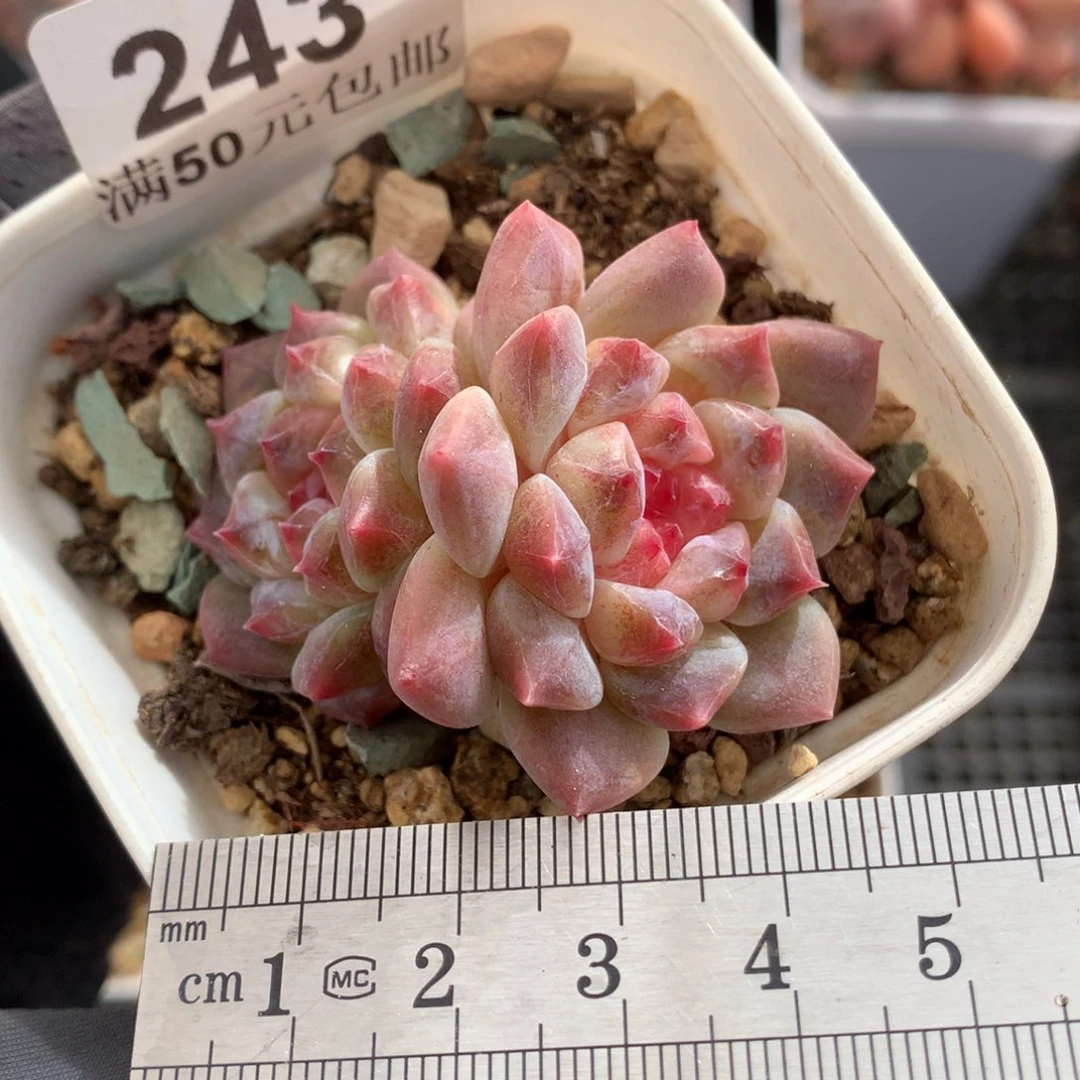 243。老桩秘境冰魄双头。