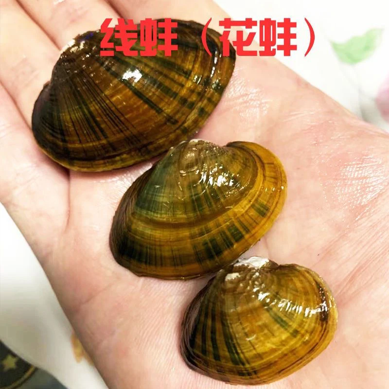 线蚌花蚌用于鱼缸观赏造景可吃鱼屎粪便除绿水