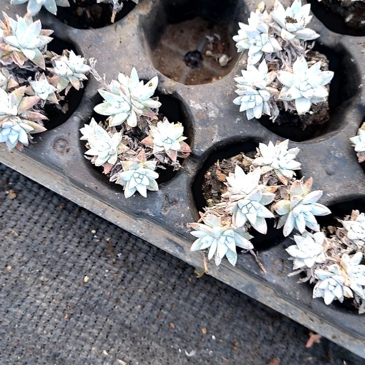 满6元包邮，白菊老庄多头