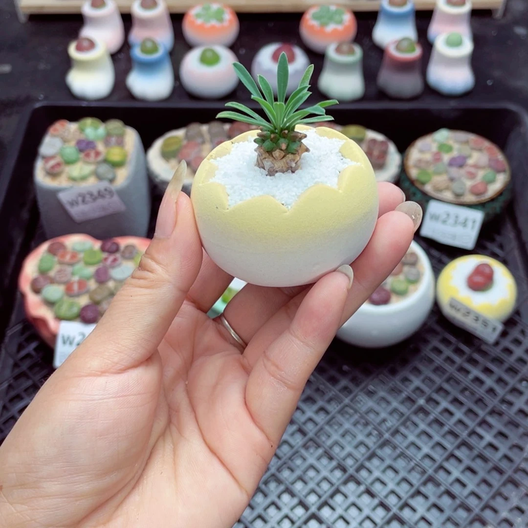 洪**_w2353 带盆土发货一物一拍