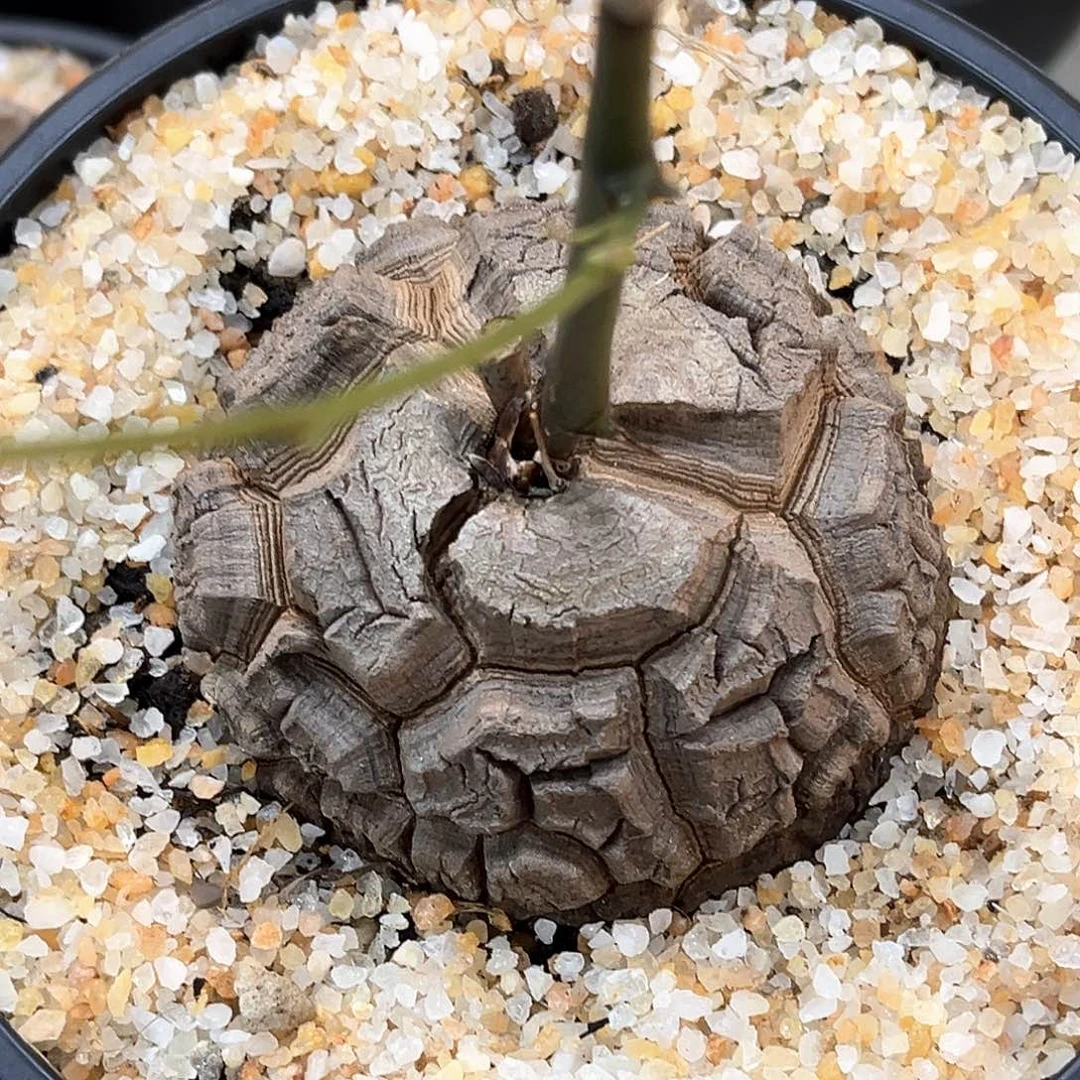 潮流植物精品大甲南非龟，