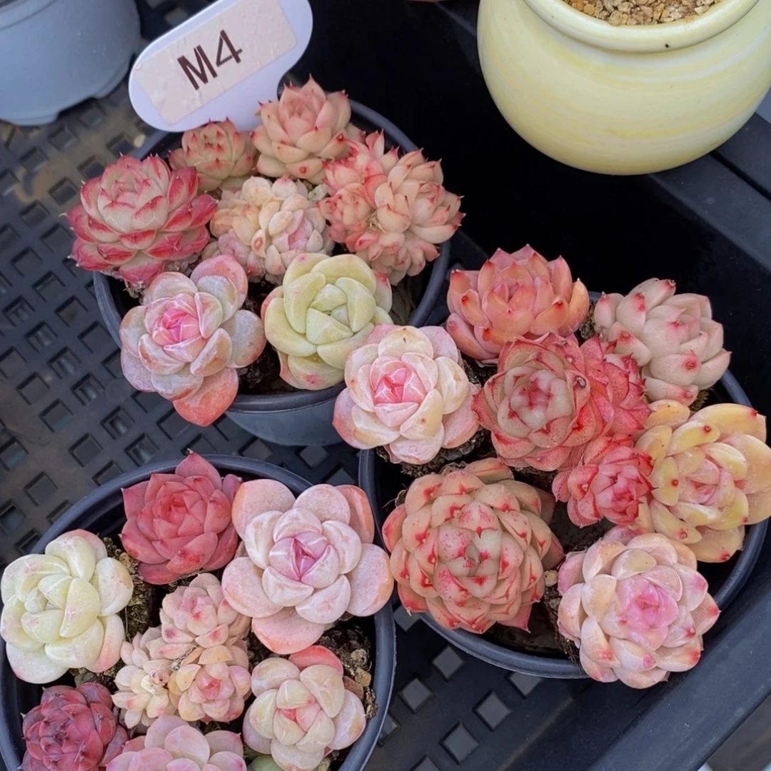 M4-精品美肉七颗