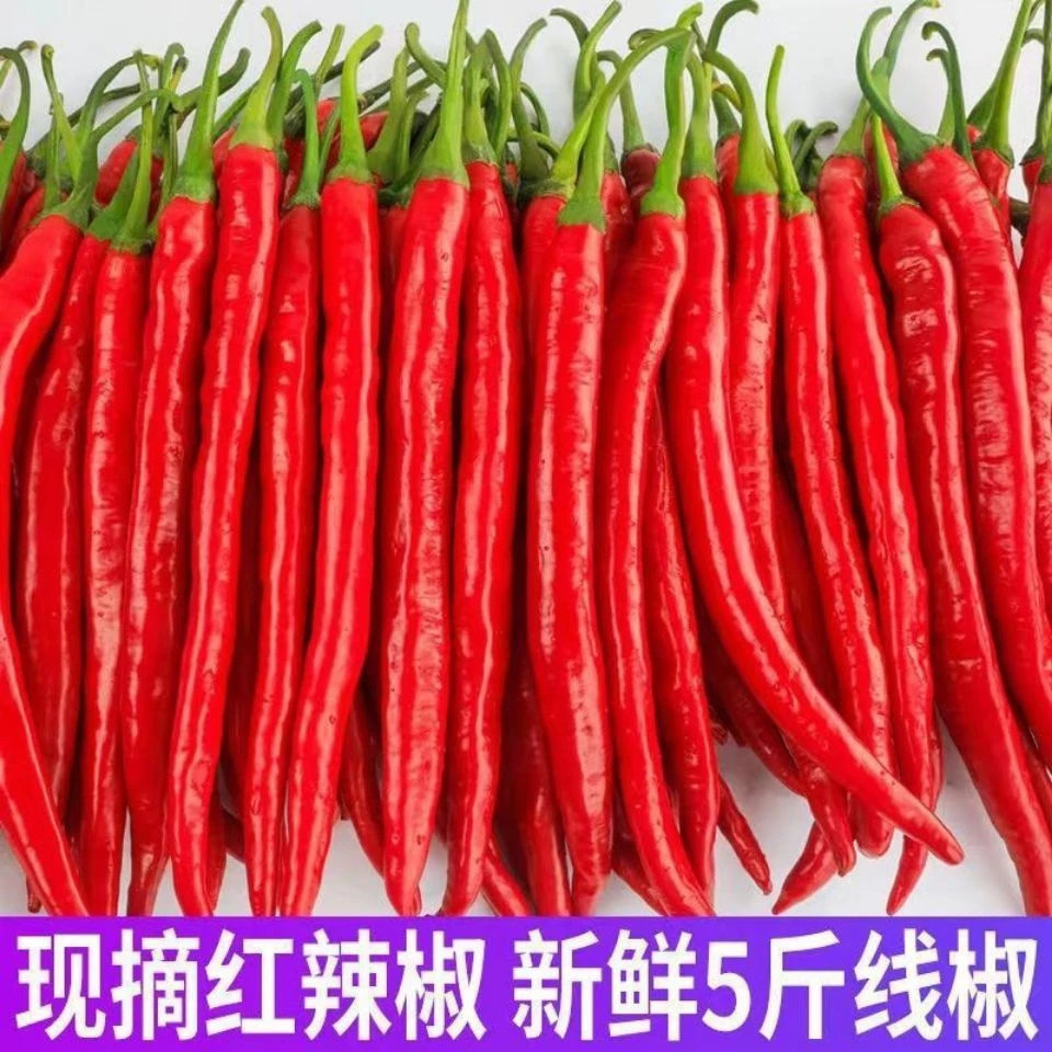 【贵州辣椒】新鲜红辣椒红线椒辣椒二荆条红辣椒红辣椒新鲜现摘