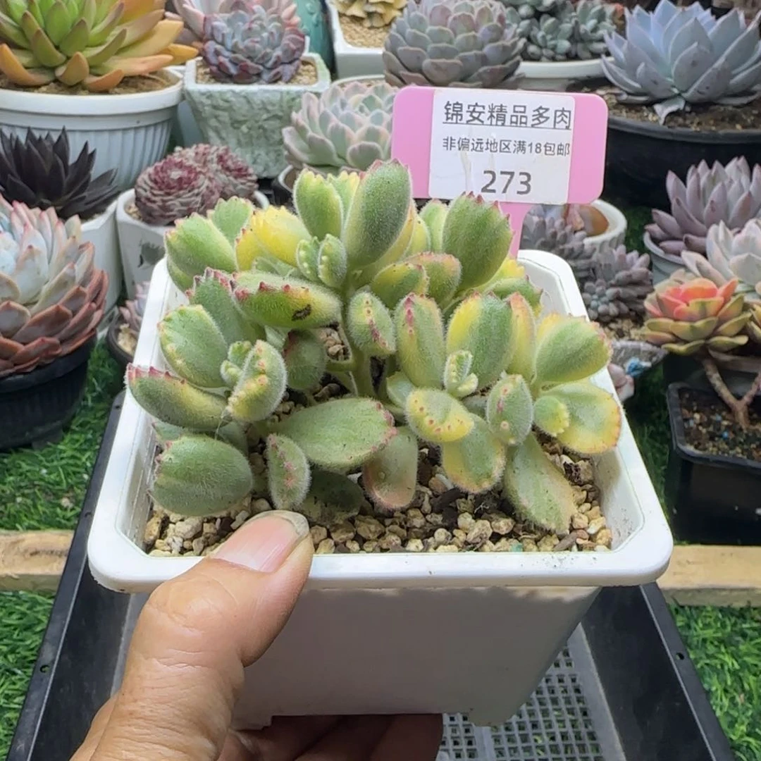 锦安精品多肉植物273