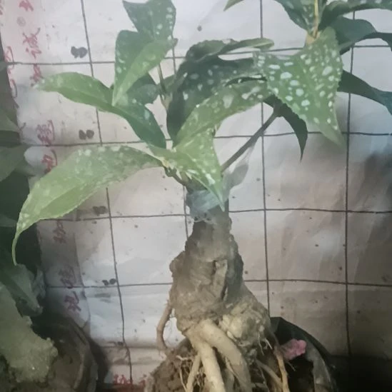 用***8完全开放四季红花天香台阁