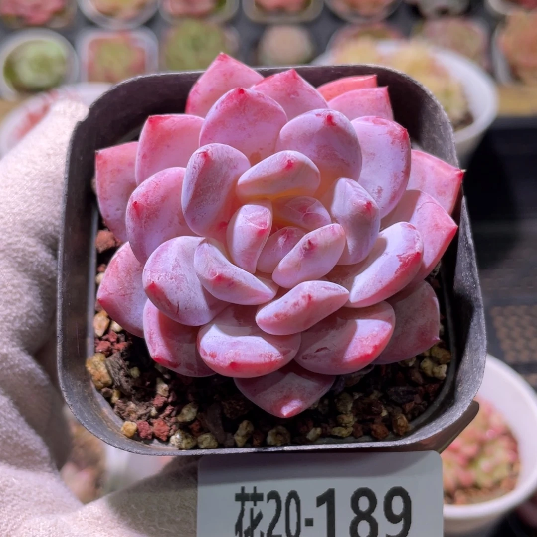 花利美20-189橙梦露