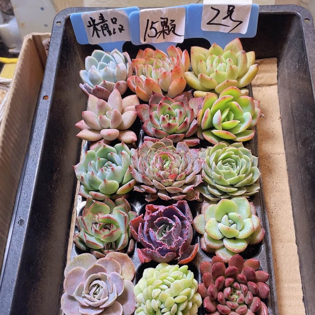 【闪购商品】【量拍】15颗-2号约4-5厘米