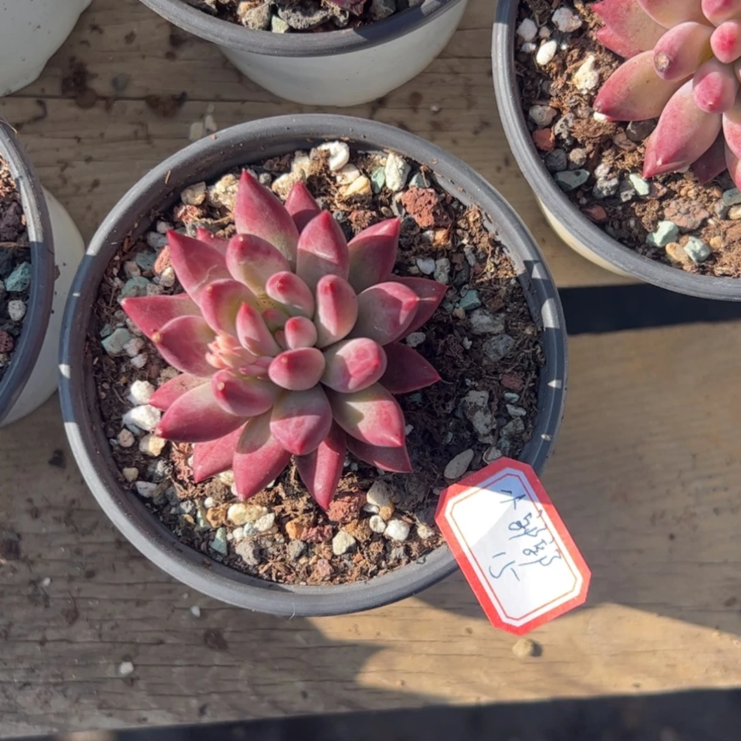 多肉植物多肉植物