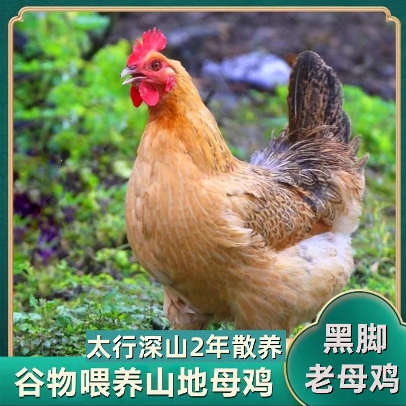 三只黑脚老母鸡新鲜生态散养宰杀土鸡麻鸡顺丰冷链不带内脏