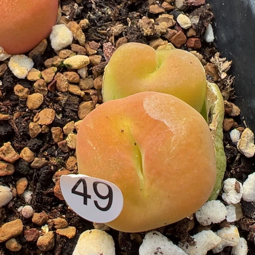 多肉植物11111111111111111